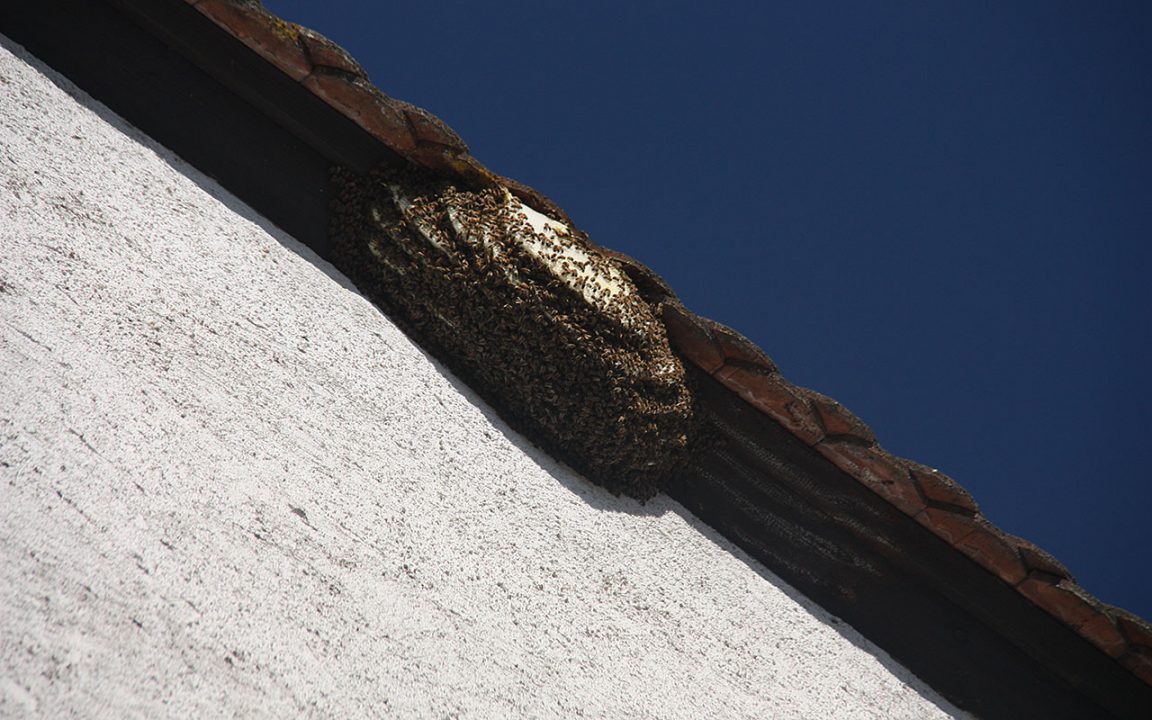 bienenvolk hagenbachturm breisach