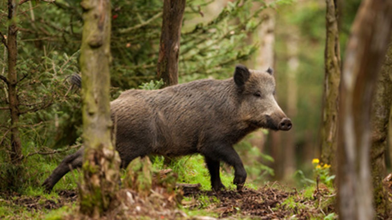 wildschwein fotolia