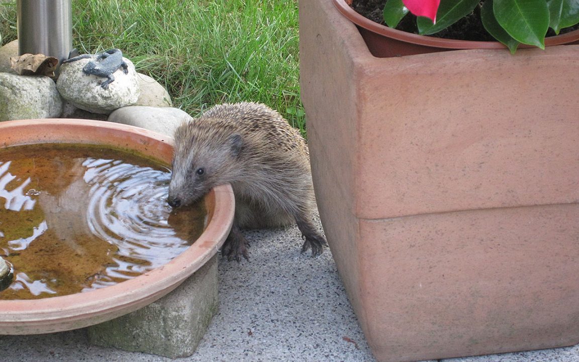 igel breisach